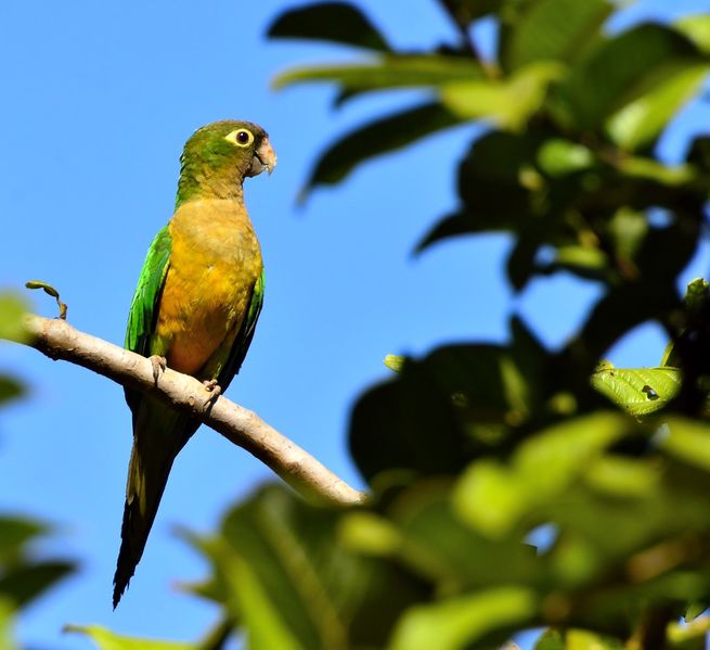Arquivo:Periquito-da-caatinga WA1748389.jpg