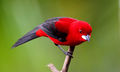 Tiê Sangue Ramphocelus bresilius 1.jpg
