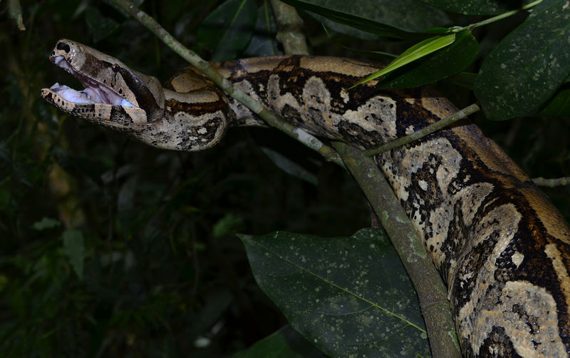Arquivo:DSC1454.jpg