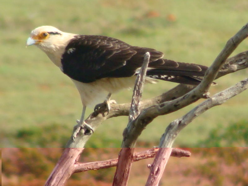 Arquivo:20201222319430.jpg