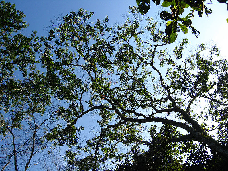 Arquivo:Parque-estadual-cantareira.jpg