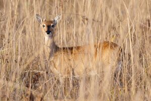 Ozotoceros-bezoarticus-Cerrado07-2010-DSC1381.jpg