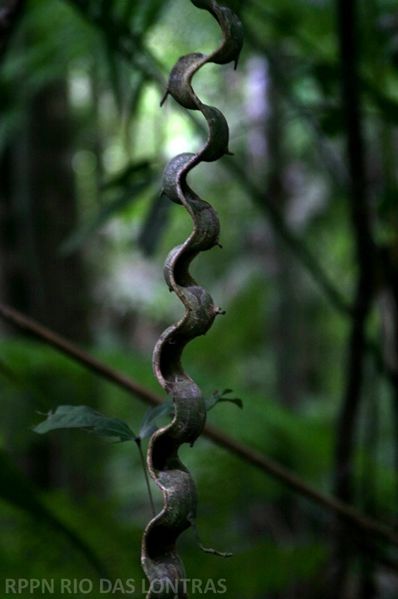 Arquivo:Cipó-escada-de-macaco (Bauhinia angulosa).jpg