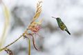 Chlorostilbon-lucidus-07-2010-DSC1837.jpg