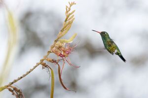 Chlorostilbon-lucidus-07-2010-DSC1837.jpg