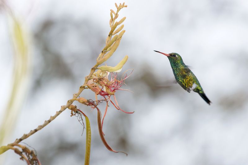Arquivo:Chlorostilbon-lucidus-07-2010-DSC1837.jpg