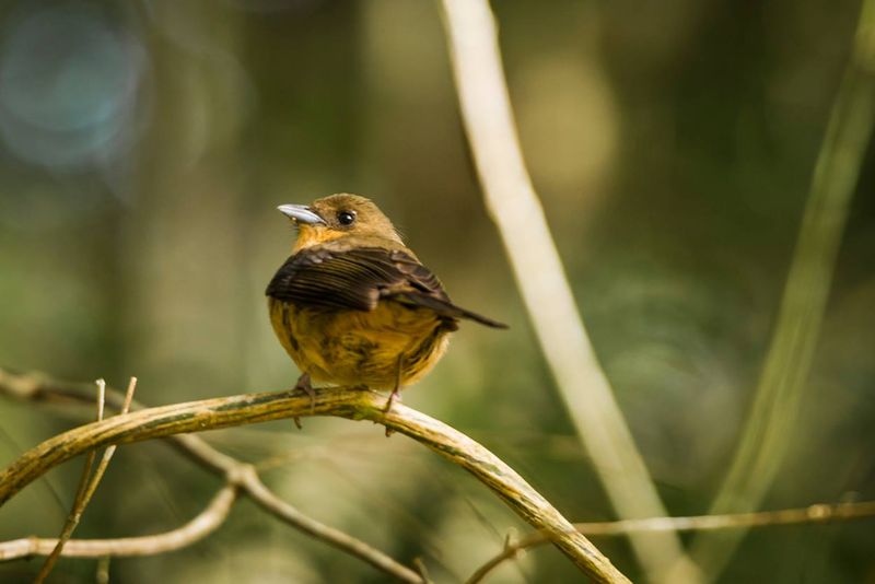 Arquivo:Tiê-de-topete fêmea 1 (Trichothraupis melanops) Antonio Eduardo Husadel.jpg