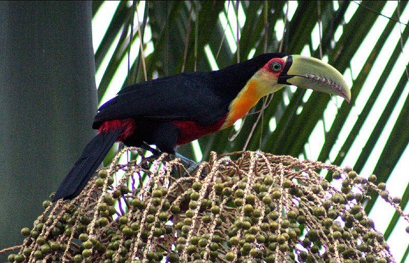Arquivo:49775004.jpg