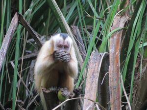 Macaco 2348.JPG