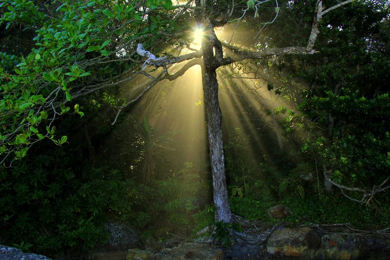 Arquivo:Por do sol na floresta.JPG