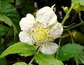 DSC00052.JPG
