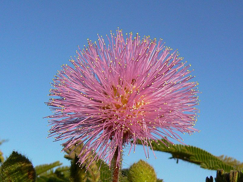 Arquivo:Flor Rosa.jpeg