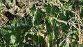 Parque Estadual do Sumidouro Tucano-toco (Ramphastos toco).JPG
