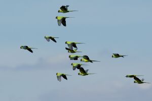 Nandayus-nenday-Pantanal-09-0504.jpg