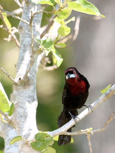 Arquivo:Ramphocelus-carbo-M-Pantanal-Avr2010 DSC8828v.jpg