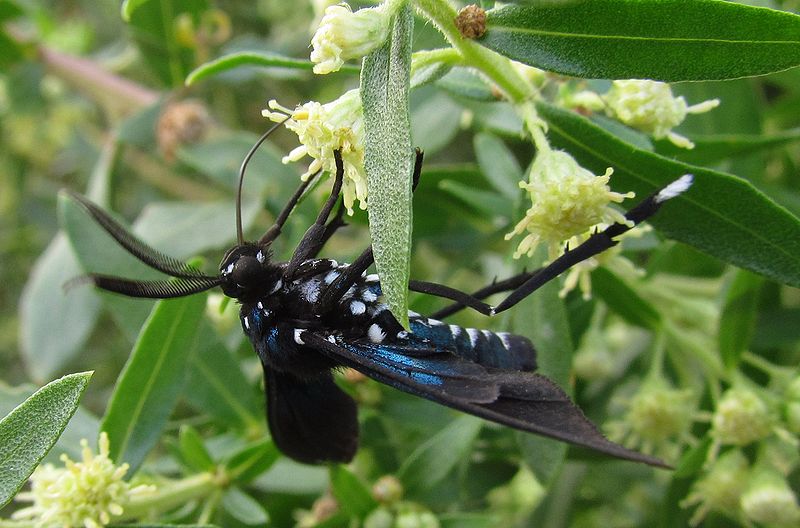 Arquivo:Borboleta.jpg