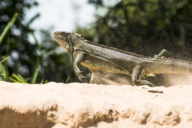 Arquivo:DSC5287-3.jpg