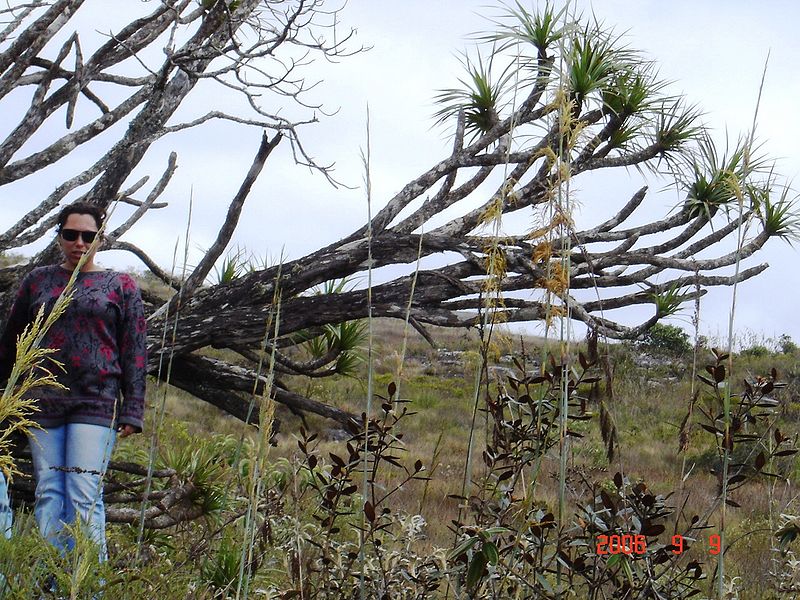 Arquivo:Minas Gerais 093.jpg