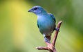 Sanhaçu de Encontro Azul Tangara cyanoptera.jpg