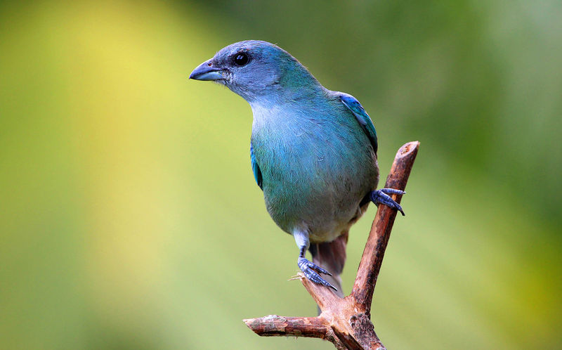Arquivo:Sanhaçu de Encontro Azul Tangara cyanoptera.jpg