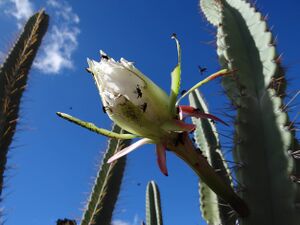 Cactaceae e abelhas.JPG