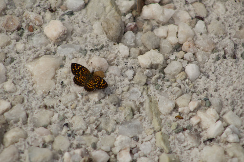 Arquivo:Lepidoptera.jpg