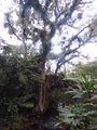 Curitiba Agosto2015 076.JPG