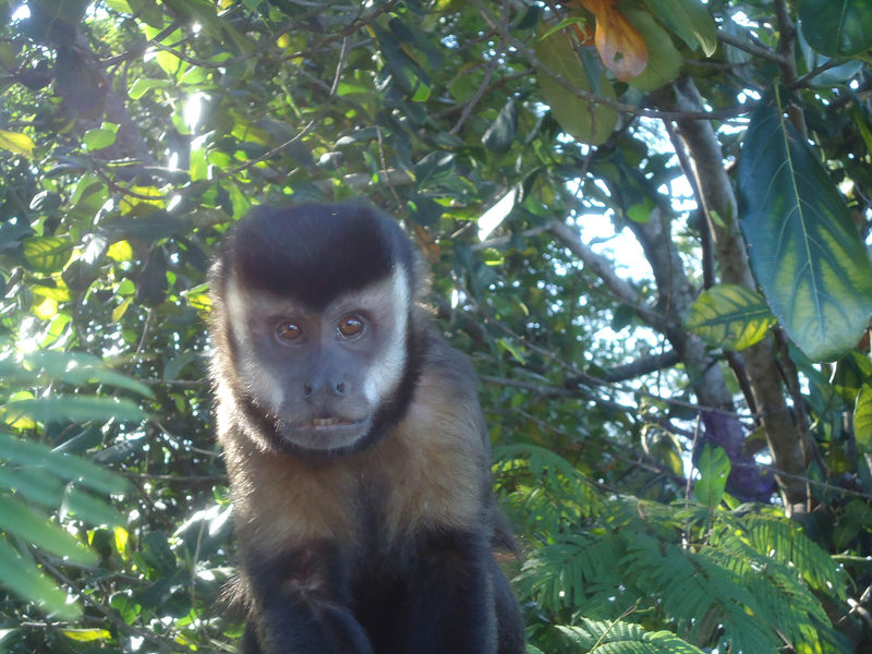 Arquivo:Macacos a vista!!!.jpeg