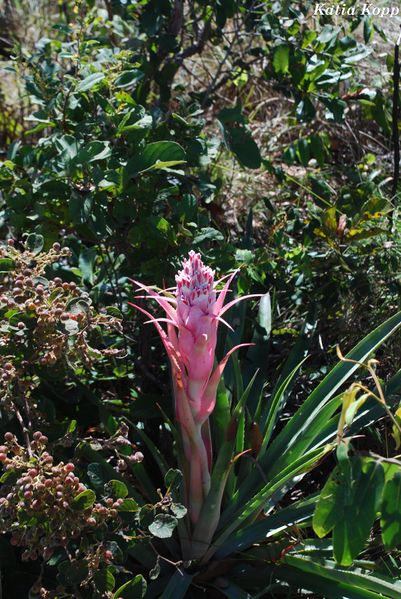 Arquivo:Bromelia sp (8).jpg
