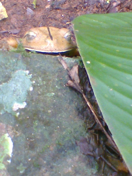 Arquivo:Foto0211.jpg