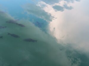 NasNuvens2453.JPG