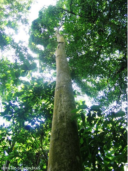 Arquivo:Araça-mulato (Eugenia multicostata).jpg