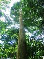 Araça-mulato (Eugenia multicostata).jpg