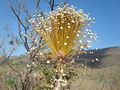 DSC03446 buriti.JPG