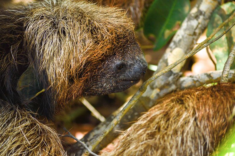 Arquivo:Bicho Preguiça de Coleira.jpg