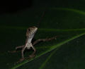 DSC0278.jpg