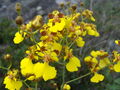 DSC01034.JPG