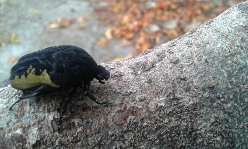 Arquivo:20151108 113640.jpg